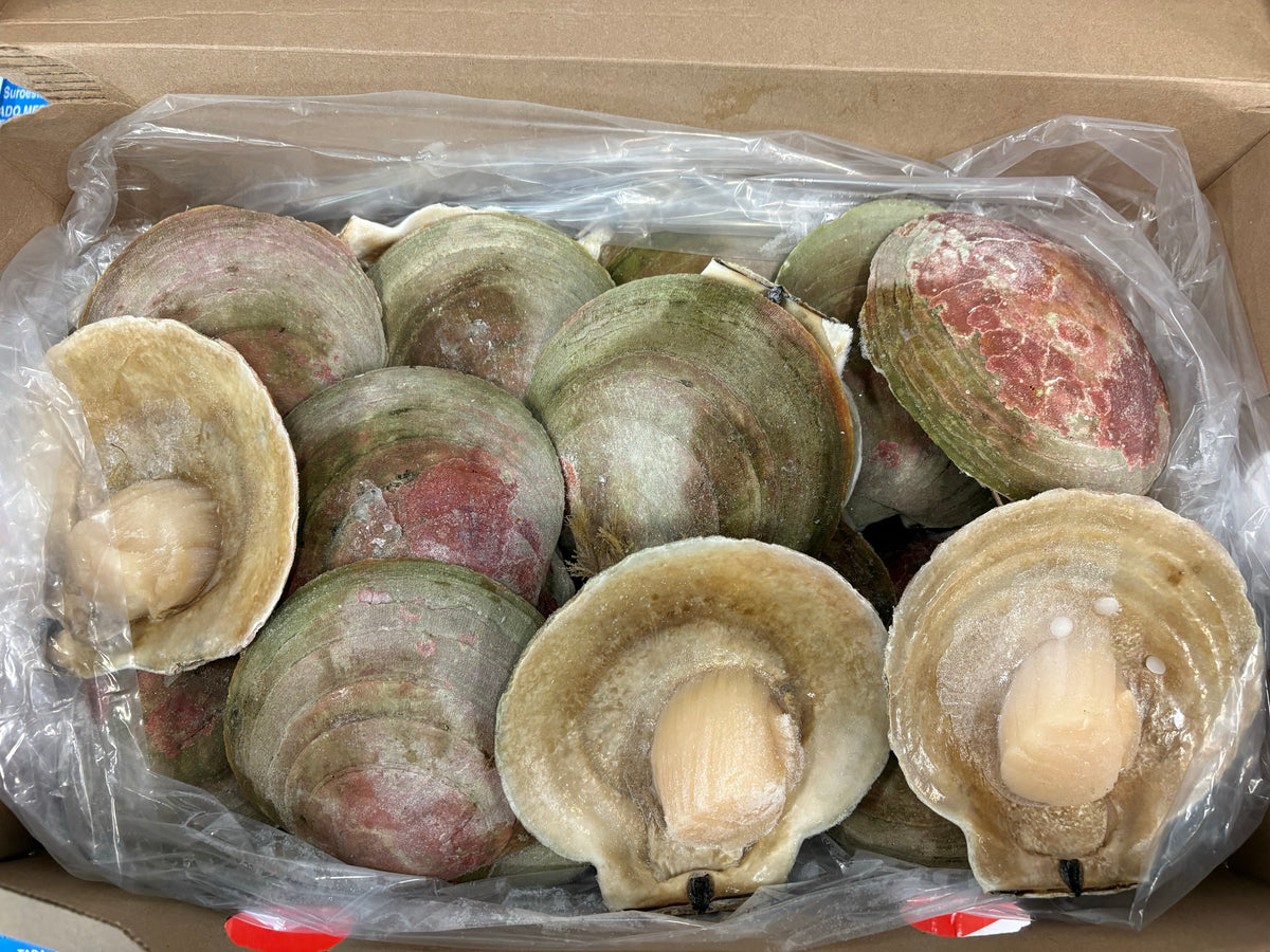 Scallops,(Meat only), +11cm / +12cm, H/SH, IQF, Frozen, Canada, NW, 8lb