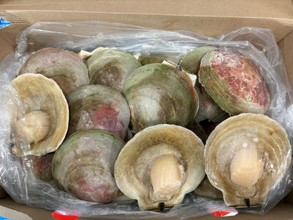 Scallops,(Meat only), +11cm / +12cm, H/SH, IQF, Frozen, Canada, NW, 8lb