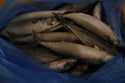 Mackerel (Atlantic), 500 g, Whole Round, Frozen, IQF,  Iceland, NW, 18kg , (39.683lb)