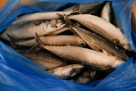 Mackerel (Atlantic), 500 g, Whole Round, Frozen, IQF,  Iceland, NW, 18kg , (39.683lb)