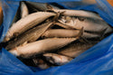 Mackerel (Atlantic), 500 g, Whole Round, Frozen, IQF,  Iceland, NW, 18kg , (39.683lb)