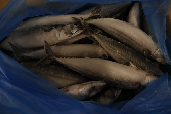 Mackerel (Atlantic), 500 g, Whole Round, Frozen, IQF,  Iceland, NW, 18kg , (39.683lb)