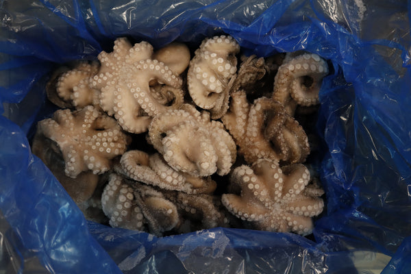 Octopus (Vulgaris), T7, Whole, Frozen, IQF, Morocco, NW, 12 kg (26.46 lb)