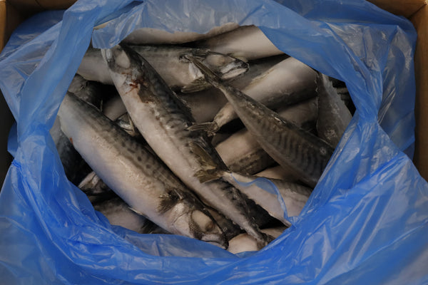 Mackerel (Atlantic), 400-600 g, Whole Round, Frozen, IQF,  Iceland, NW, 18 kg, (39.683lb)