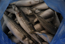 Mackerel (Atlantic), 400-600 g, Whole Round, Frozen, IQF,  Iceland, NW, 18 kg, (39.683lb)