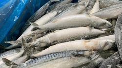 King Fish, 5-10 lb/pc, Whole, Gutted, Frozen, NW, 60 lb