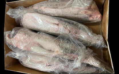 Perch (Nile), 1-3 kg/pc, Headless, Gutted, J-Cut, Tail Off, Frozen, IWP, Tanzania, NW, 20 kg (44.1 lb)