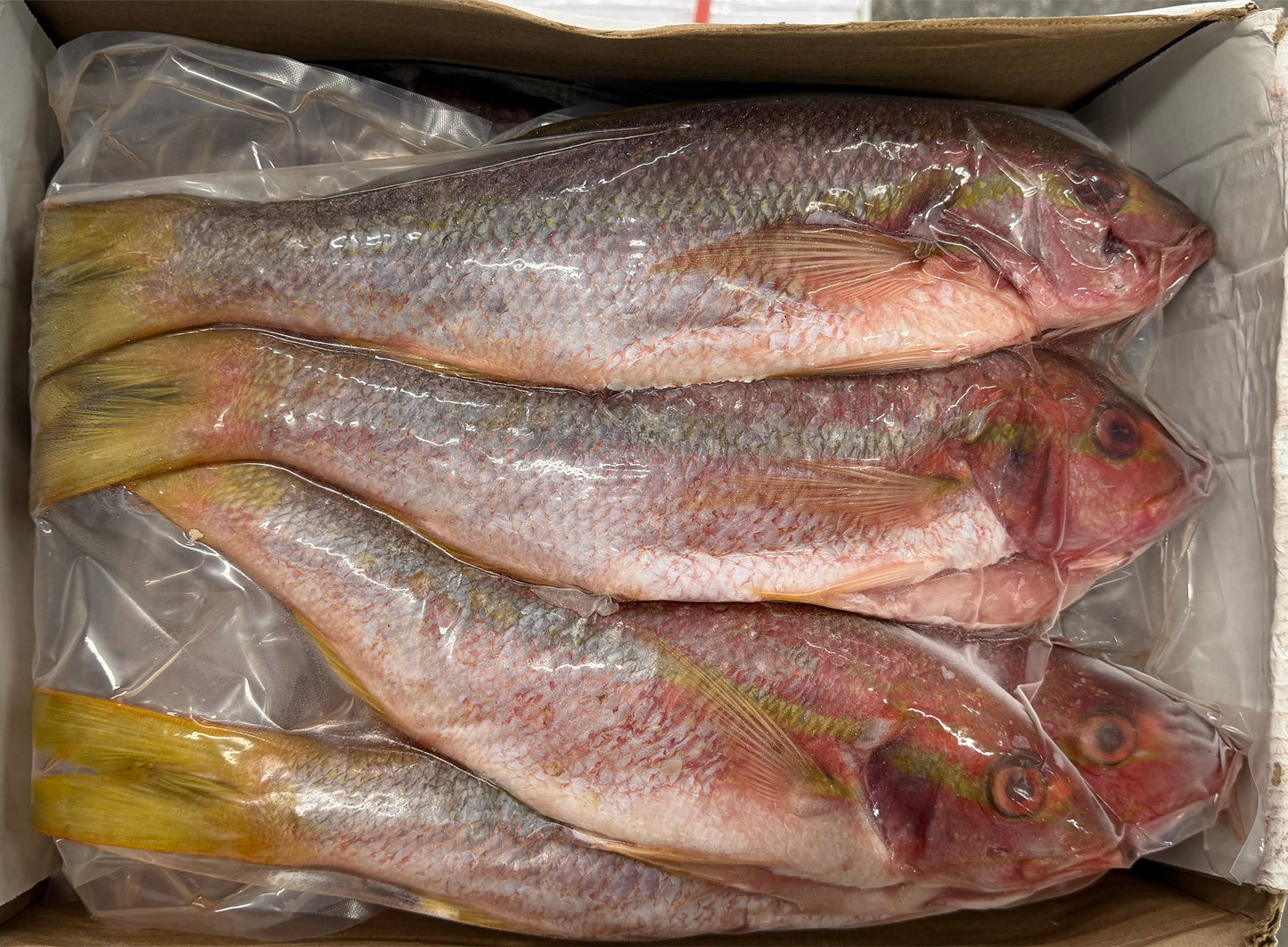 Snapper (Yellow Tail), 1-2,FROZEN, WGGS, Mexico, NW 40lb,4x10lb