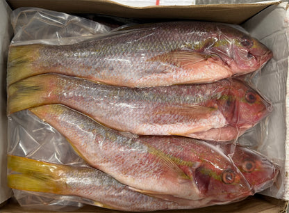 Snapper (Yellow Tail), 1-2,FROZEN, WGGS, Mexico, NW 40lb,4x10lb