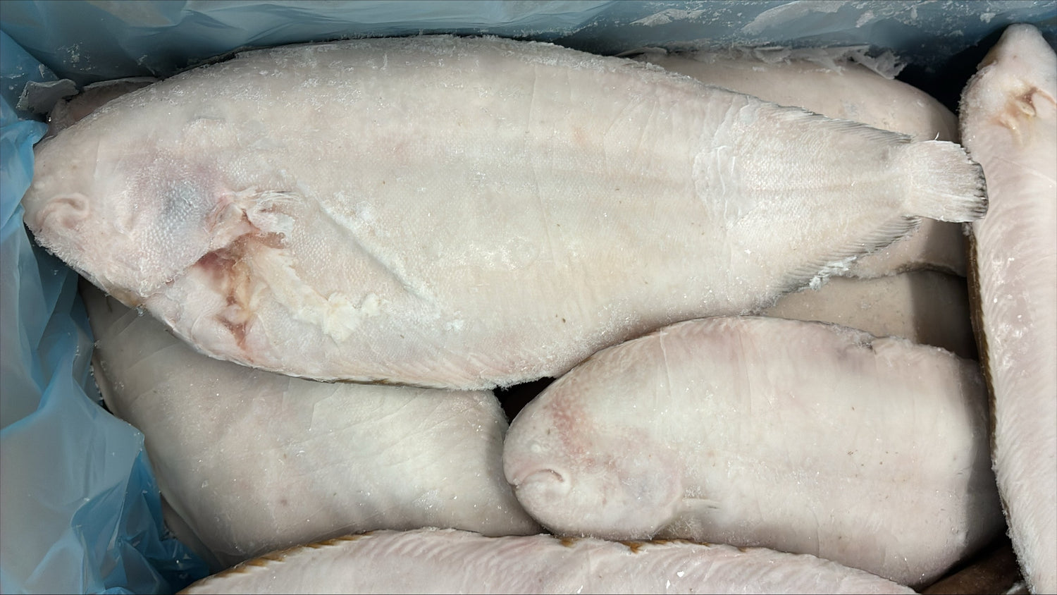 Stack of raw fish in a blue container