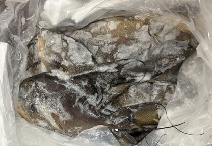 Trigger Fish, 2-4, Whole, Frozen, Mexico MM, NW 55lb
