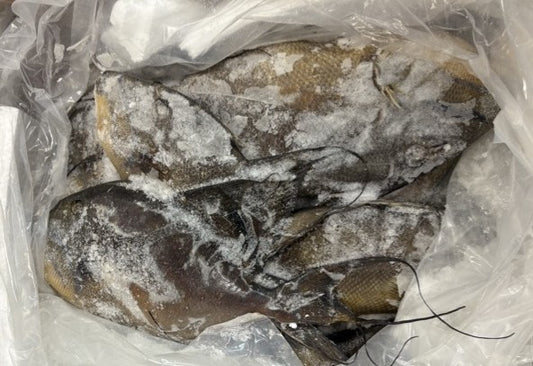 Trigger Fish, 2-4, Whole, Frozen, Mexico MM, NW 55lb