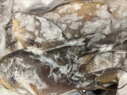 Trigger Fish, 2-4, Whole, Frozen, Mexico MM, NW 55lb