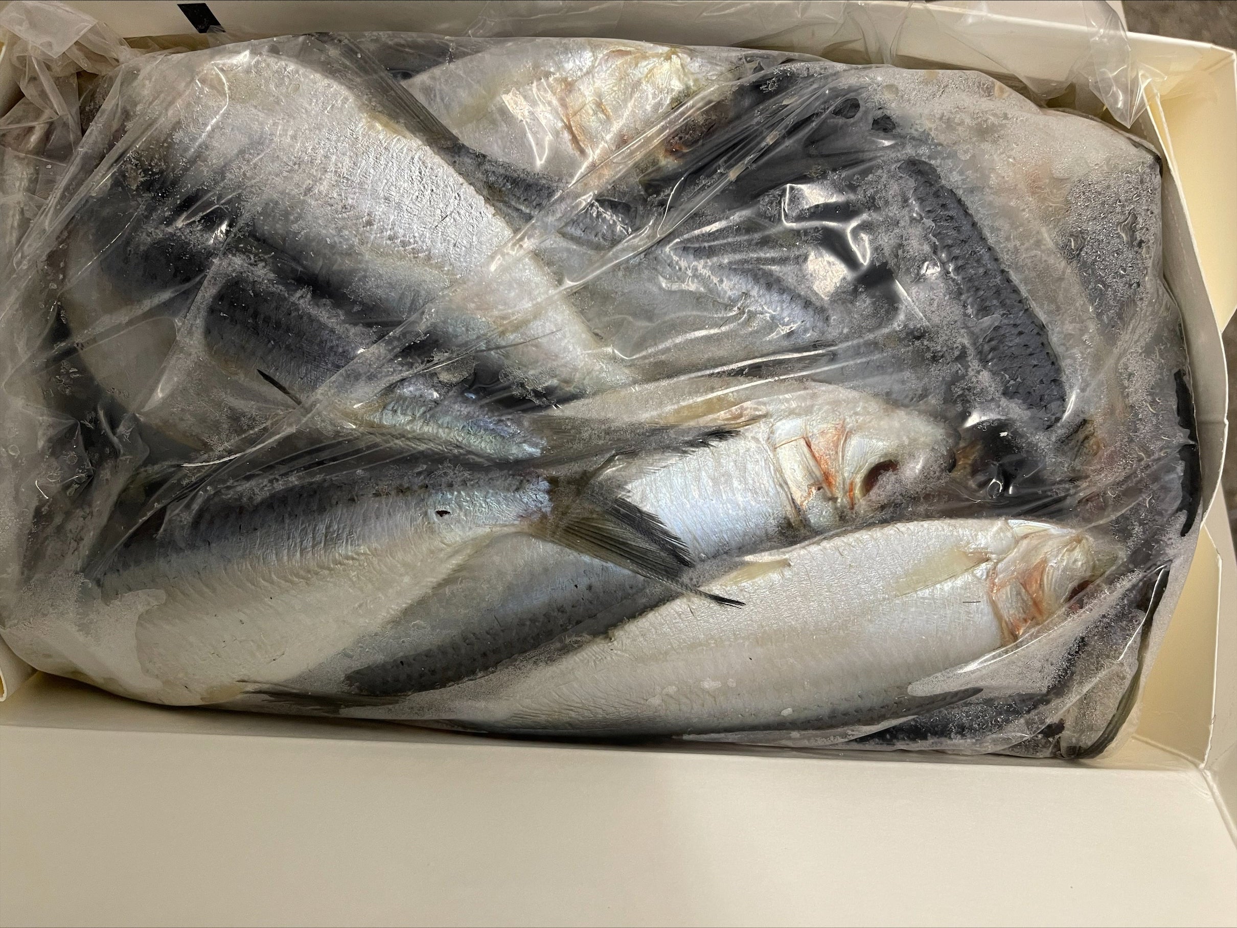 Thread Herring, Whole, Frozen, USA, NW, 50 lb, 10 x 5 lb – Inter
