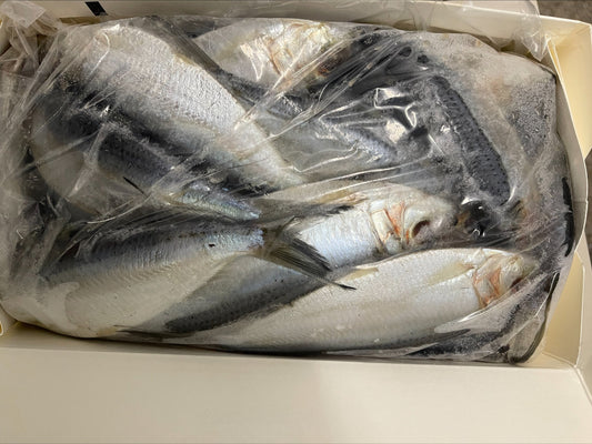 Hareng filé, entier, congelé, NW, 50 lb, 10 x 5 lb