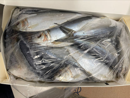 Thread Herring, Whole, Frozen, USA, NW, 50 lb, 10 x 5 lb