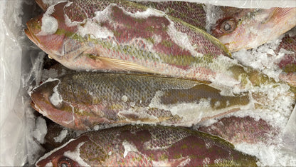 Snapper (Yellow Tail), 1/2-1, FROZEN, WGGS, MM, Mexico, NW 40lb,4x10lb