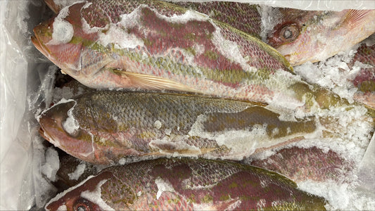 Snapper (Yellow Tail), 1/2-1, FROZEN, WGGS, MM, Mexico, NW 40lb,4x10lb