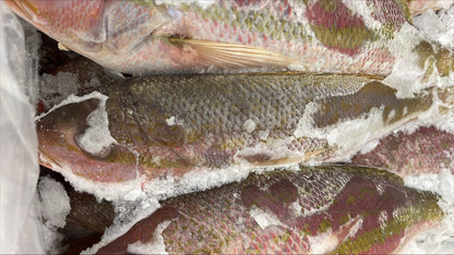 Snapper (Yellow Tail), 1/2-1, FROZEN, WGGS, MM, Mexico, NW 40lb,4x10lb