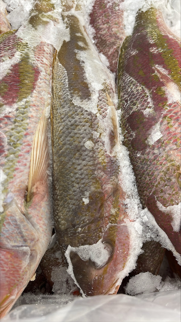 Snapper (Yellow Tail), 1/2-1 lb, Whole, Gutted, Frozen,  Mexico,  NW, 55 lb