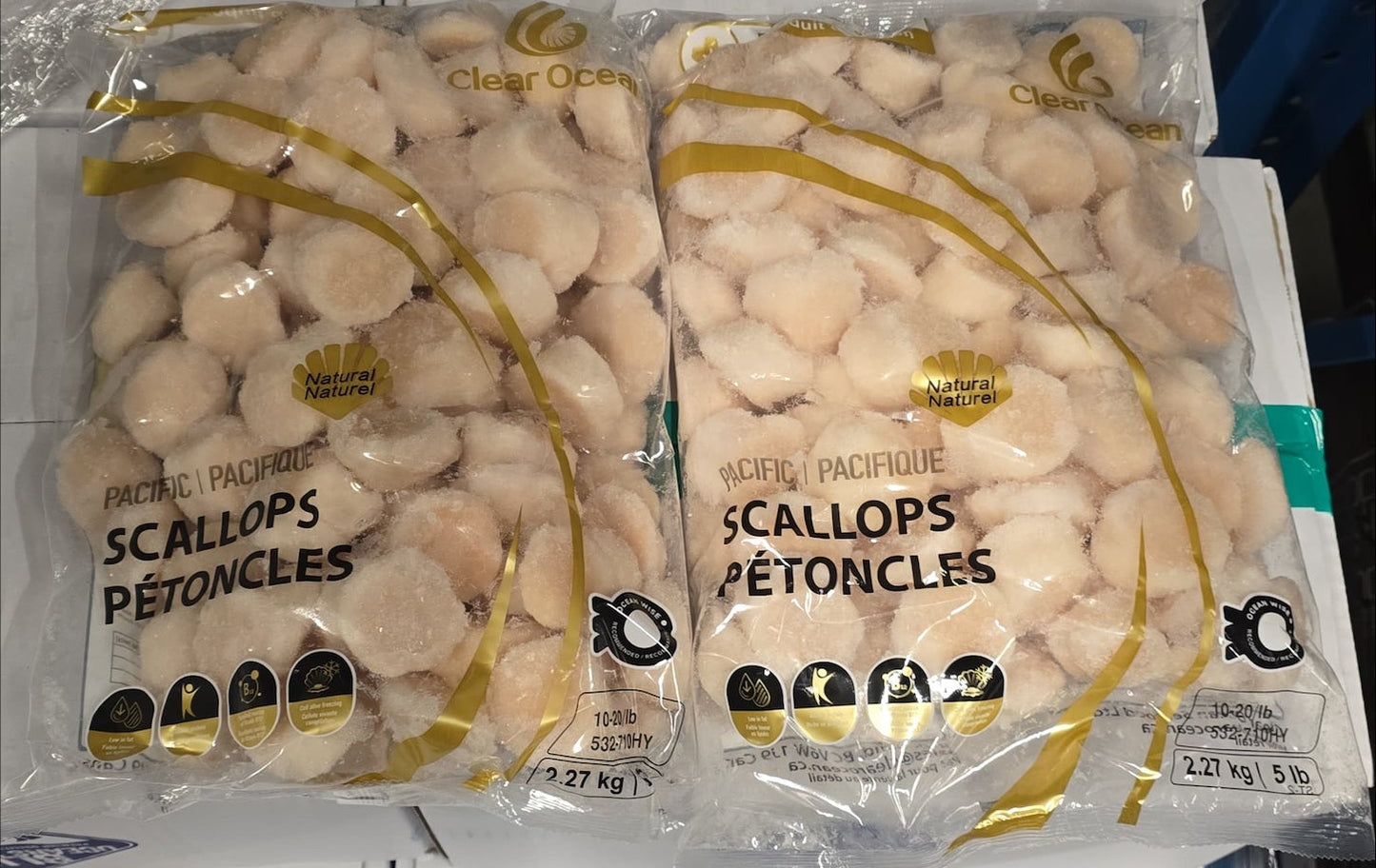 Sea Scallops, 10-20, Frozen, Hokkaido, Japan, IQF,NW, 20 lb, 4x5lb