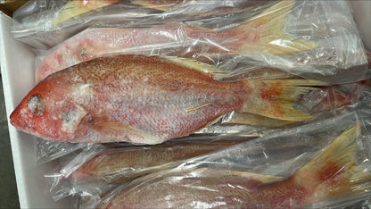 Snapper (Lane), 1-2, GGS, Frozen, IWP, Brazil, , NW, 10 lb
