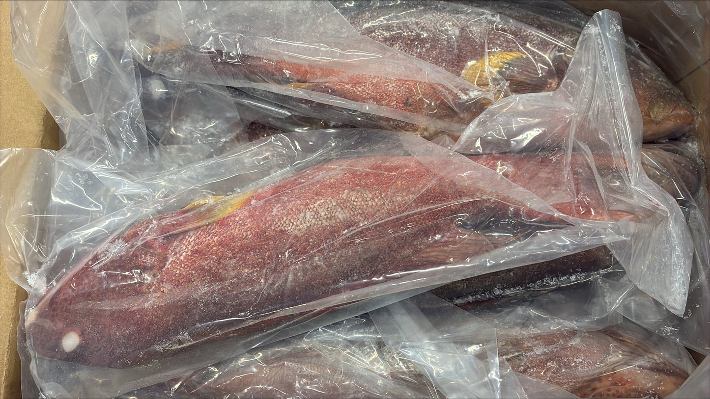 Grouper (Strawberry), 1-2, WGGS, Frozen, IQF, IWP, Vietnam, NW, 10lb