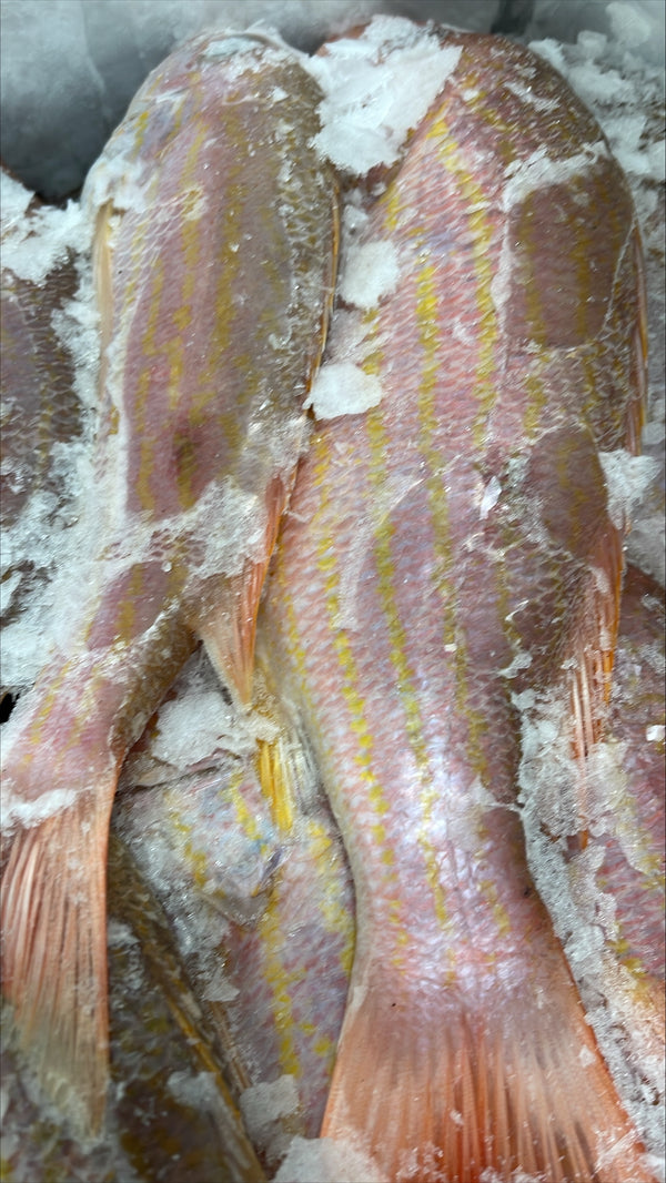 Snapper (Lane), 1/2-1 lb, Whole, Gutted, Frozen, Mexico,  NW, 55 lb