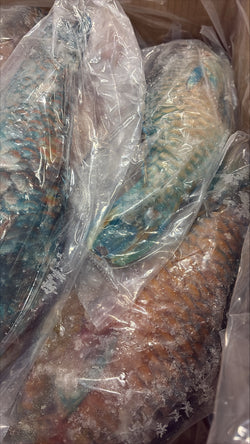 Parrot Fish, 1/2-3/4lb, WGGS, Frozen, IQF, IWP, Vietnam, NW,10lb