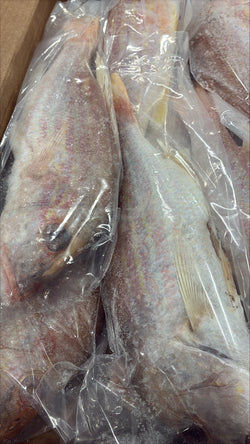 Snapper (Lane), 3/4-1 lb, GGS, Frozen, NW, 10 lb