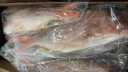 Snapper (Lane), 1.5-2, GGS, Frozen, IWP, Brazil,  NW, 10 lb