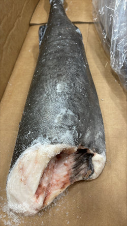 Cod (Black), #1, 7 lb up, Headless, Gutted, Frozen, IQF, USA, NW, 50 lb