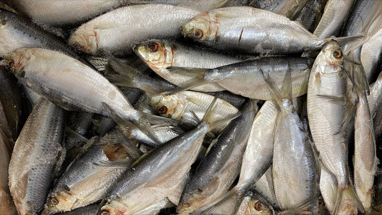 Thread Herring, Whole, Frozen, USA, NW, 25 lb