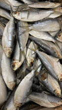 Thread Herring, Whole, Frozen, USA, NW, 25 lb