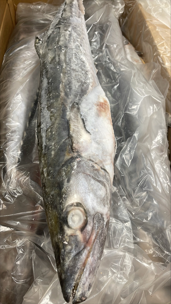 King Fish, 5 lb Up, Whole, Frozen, IWP, Suriname, NW, 66 lb