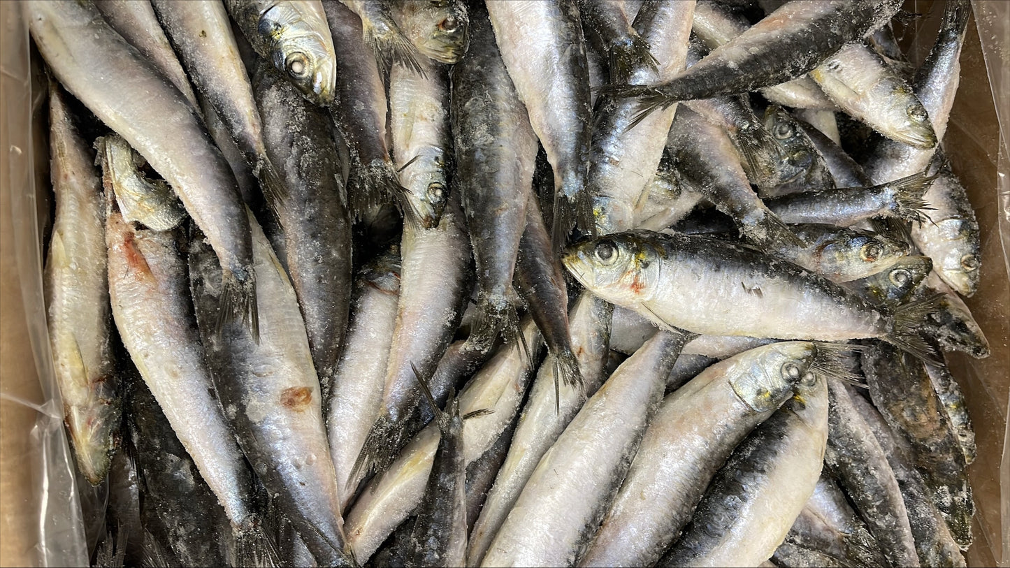 Sardine(Pilchardus), 20-22ppk, Whole Round, Frozen, IQF, Spain, NW, 20kg