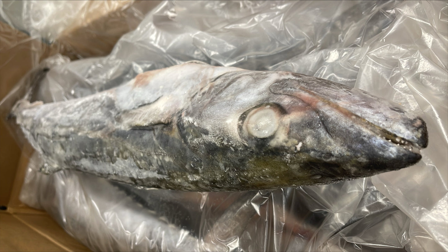 King Fish, 5 lb Up, Whole, Frozen, IWP, Suriname, NW, 66 lb