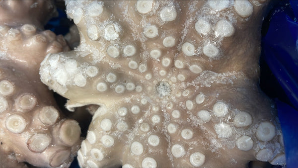 Poulpe, (Vulgaris, Fleur), T4 (1,5-2 kg), propre, congelé, NW, 22 lb