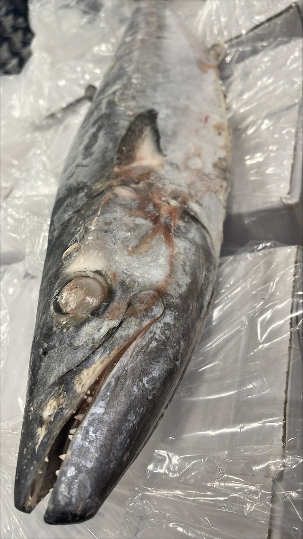 King Fish, 10-15 lb Up, Whole, Frozen, IWP, Suriname,NW, 66 lb