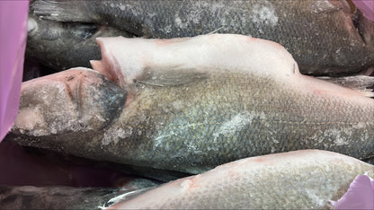 Sea Bass (European), 400-600gr, WGGS, Frozen, IQF, Bulk, NW 1 x 5kg (11.023lb)