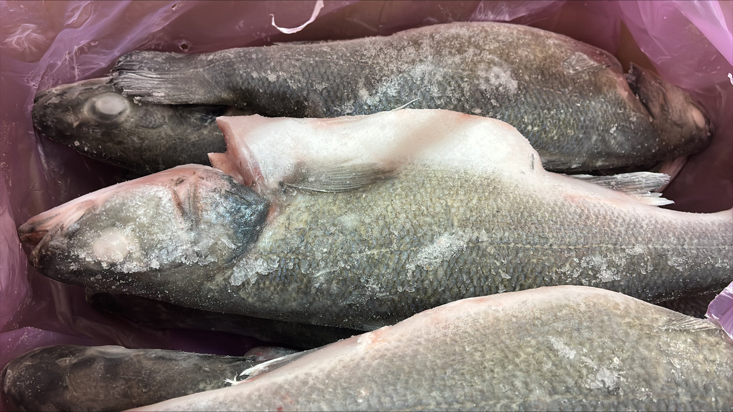 Sea Bass (European), 400-600gr, WGGS, Frozen, IQF, Bulk, NW 1 x 5kg (11.023lb)