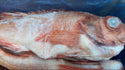Red Fish 1-2 lb, WGGS, Frozen,  Canada, NW, 10 lb