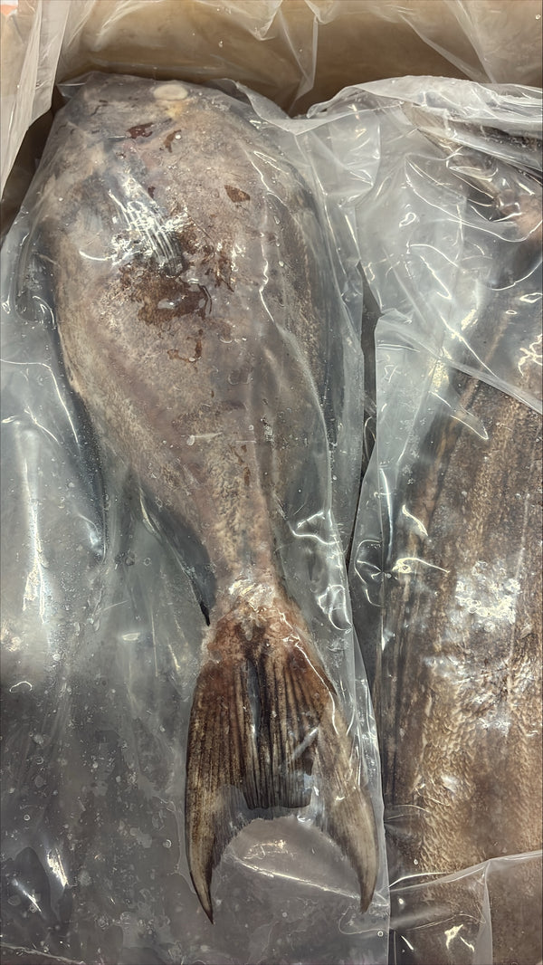 Doctor Fish,1-2lb, WGS, Frozen, IQF, IWP, Vietnam,  NW, 10lb