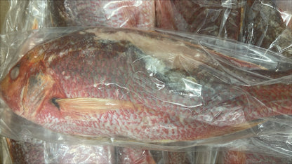 Snapper (Red),1-2lb,WGGS, Frozen, IQF, IWP, Vietnam, Ocean Harvest, NW,10lb