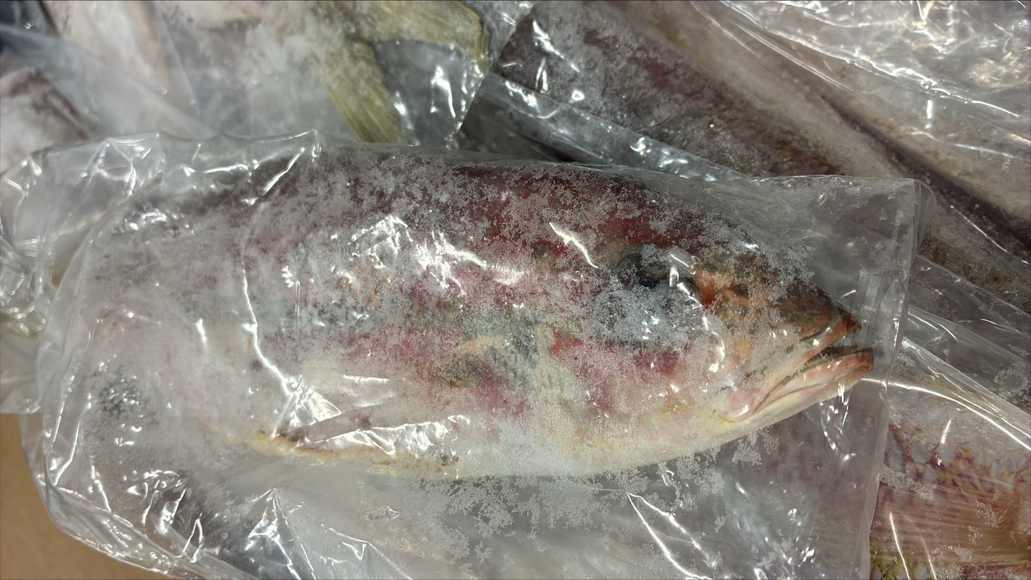 Vivaneau (queue jaune), 1/4-1/2 lb, GGS, congelé, NW, 10 lb