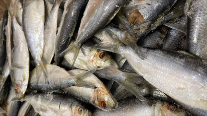 Thread Herring, Whole, Frozen, USA, NW, 25 lb