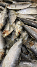 Thread Herring, Whole, Frozen, USA, NW, 25 lb