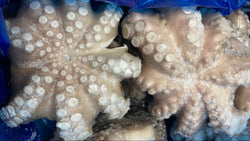 Poulpe, (Vulgaris, Fleur), T4 (1,5-2 kg), propre, congelé, NW, 22 lb