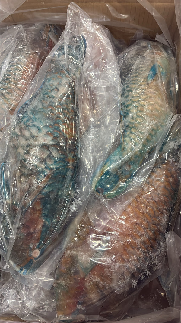 Parrot Fish, 1/2-3/4lb, WGGS, Frozen, IQF, IWP, Vietnam, NW,10lb
