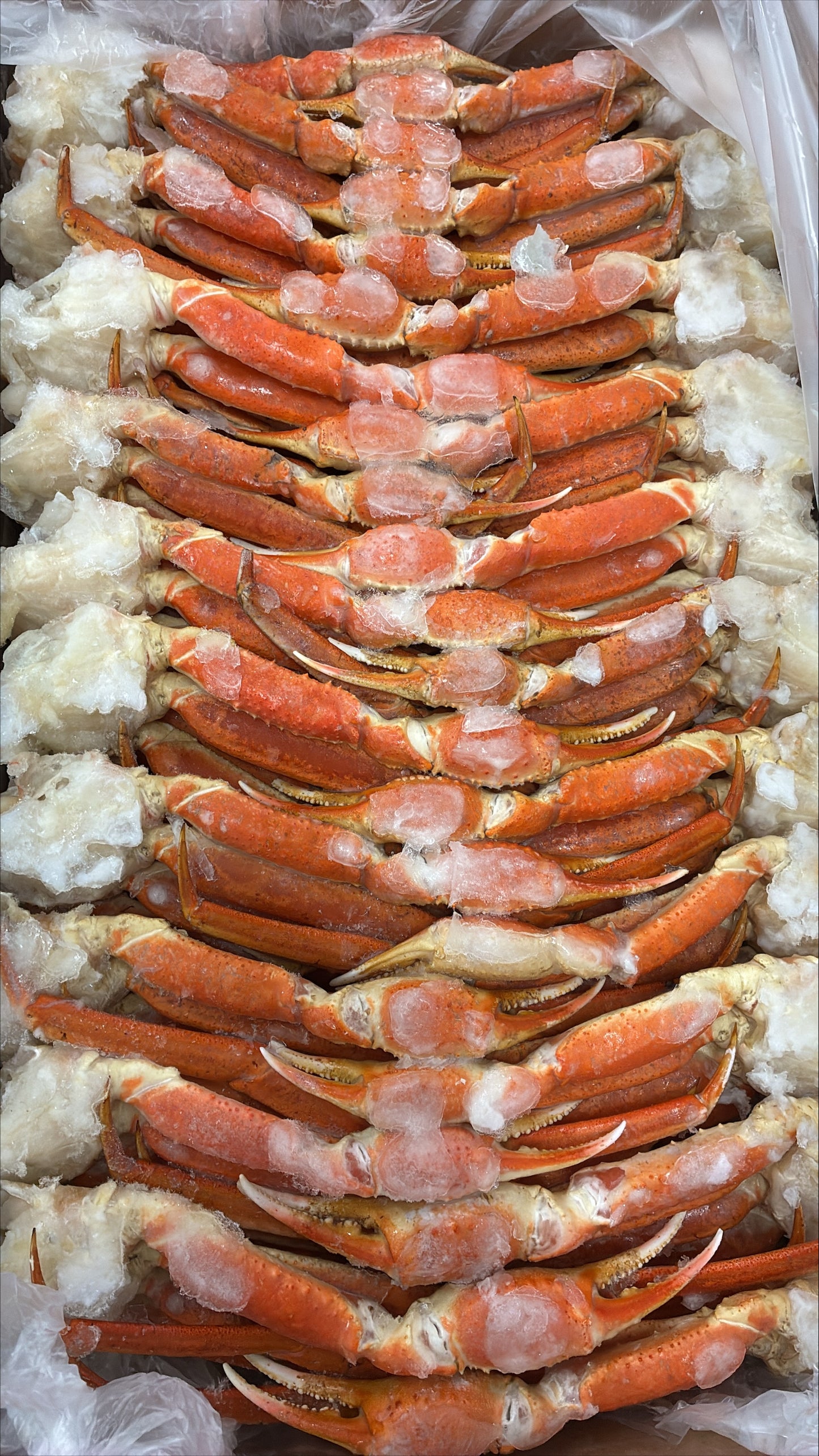 Crab (Snow), 5-8oz, Cluster, Cooked, Frozen, Norway, IQF, NW 20lbs.